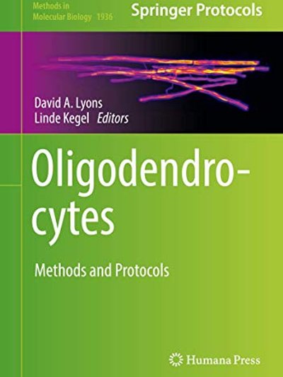 Oligodendrocytes